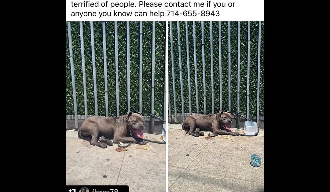 THIS IS ANIMAL CRUELTY HAPPENING IN PLAIN SIGHT.