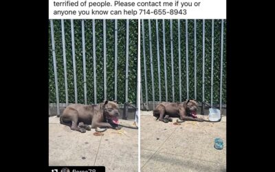 THIS IS ANIMAL CRUELTY HAPPENING IN PLAIN SIGHT.