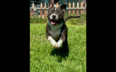 ADOPT PRECIOUS FERGUSON