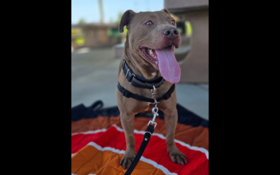 ADOPT SKID ROW SURVIVOR AND MAGICAL UNICORN HANK!