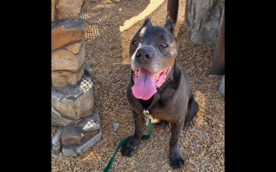 ADOPT CANE!!