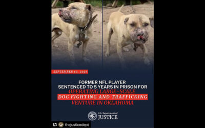 DOGFIGHTING IS A NATIONAL EPIDEMIC
