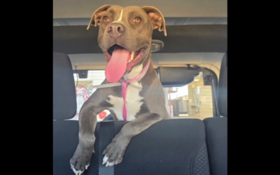 TO BE KILLED – SAVED INSTEAD!!! SIMBA WINS!